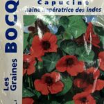 Capucine Impératrice en fleurs, plante annuelle colorée