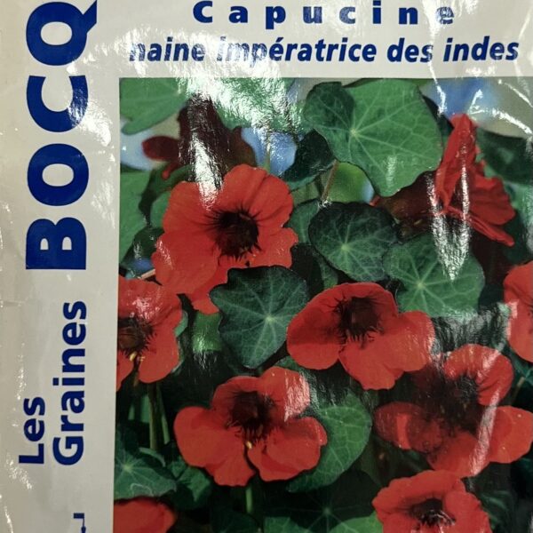 Capucine Impératrice en fleurs, plante annuelle colorée