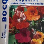 Capucine naine en fleurs, plante annuelle basse colorée