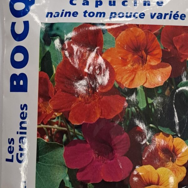 Capucine naine en fleurs, plante annuelle basse colorée