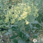 Cercle à planter en acier vert pour soutenir plantes à massifs et vivaces