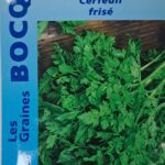 Cerfeuil frisé vert aromatique pour jardin ou potager