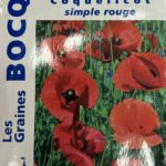 Coquelicot en fleurs, plante sauvage annuelle rouge vif