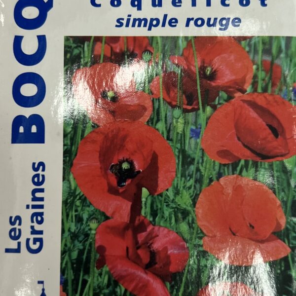 Coquelicot en fleurs, plante sauvage annuelle rouge vif