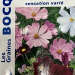 Cosmos en fleurs, plante annuelle élégante aux pétales délicats