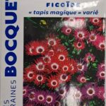 Ficoïde en fleurs, plante succulente colorée pour jardin ou pot