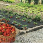 Film de paillage spécial frais noir 40 microns pour jardin et allées