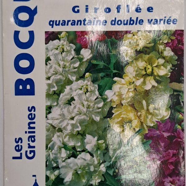 Giroflée en fleurs, plante ornementale colorée pour jardin