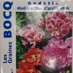 Godetia en fleurs, plante annuelle colorée pour jardin