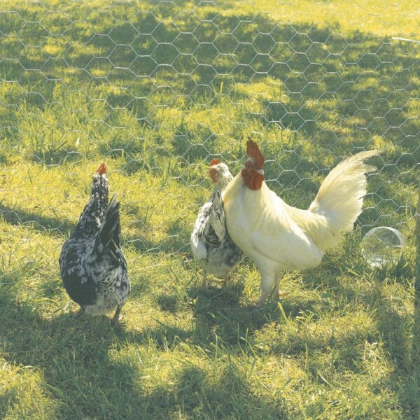 Grillage métallique galvanisé triple torsion à mailles 4,1 cm pour jardin, volières et enclos