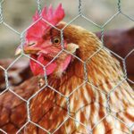 Grillage métallique galvanisé à triple torsion, maille hexagonale de 41 mm, fil acier 0,8 mm