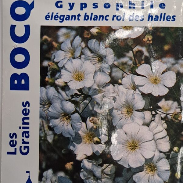 Gypsophile en fleurs, plante délicate aux petites fleurs blanches