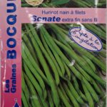 Haricot nain à filet Sonate en culture, plante potagère à grains
