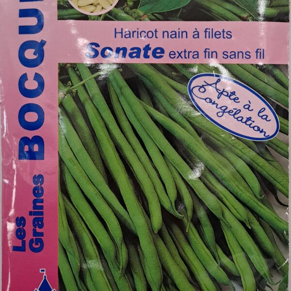 Haricot nain à filet Sonate en culture, plante potagère à grains