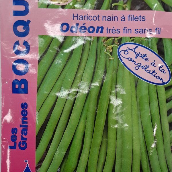 Haricot nain filet Odéon en culture, plante potagère à grains