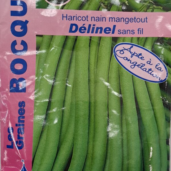 Haricot nain mange-tout Delinel en gousses vertes, plante potagère
