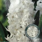 Jacinthe double blanche Hyacinthus en fleurs