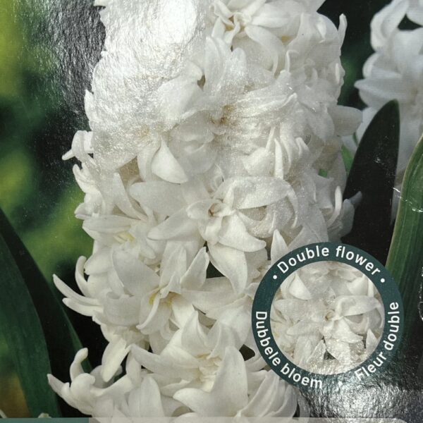 Jacinthe double blanche Hyacinthus en fleurs