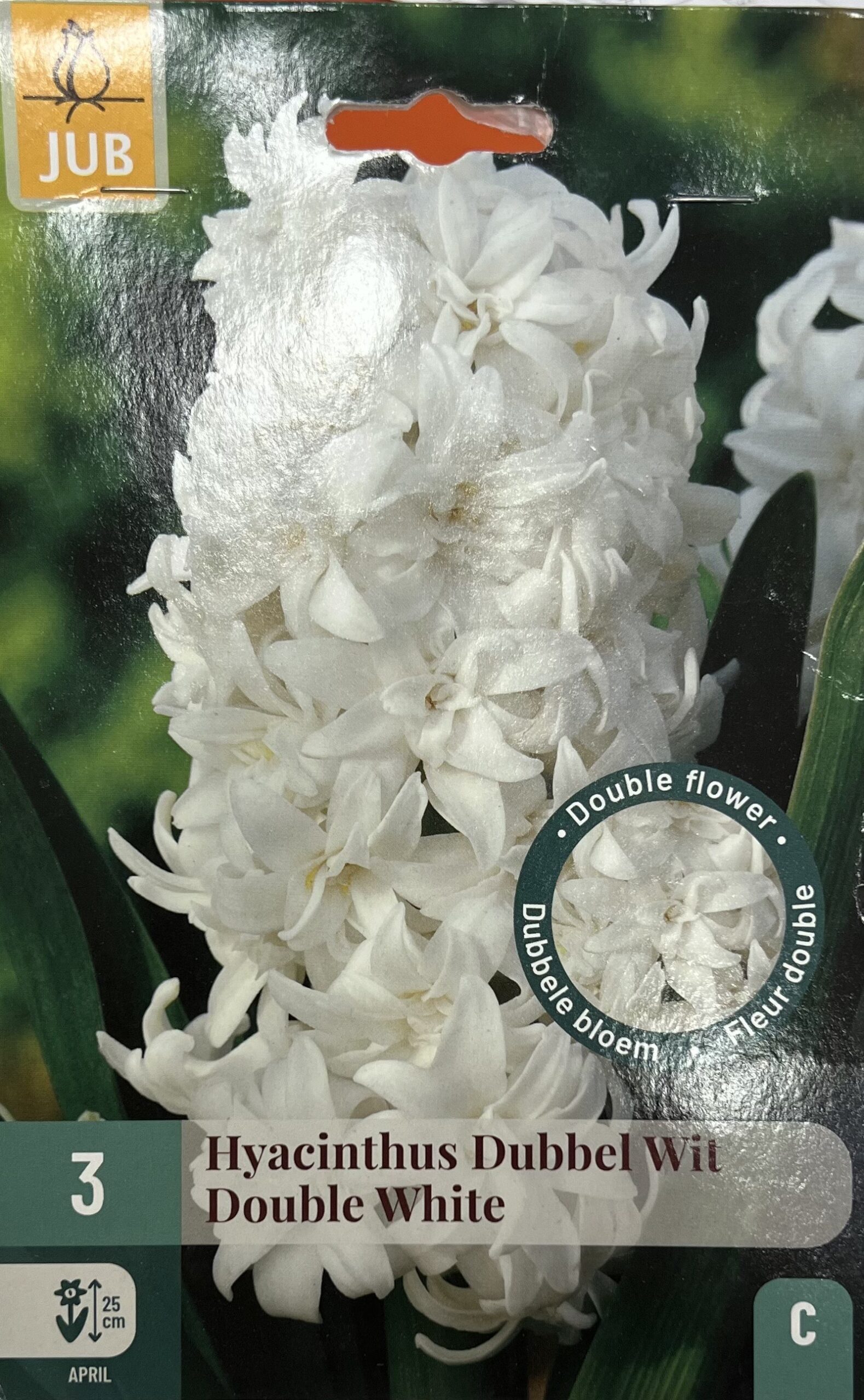 Jacinthe double blanche – Hyacinthus Dubbet White Double Jacinthe double blanche Hyacinthus en fleurs