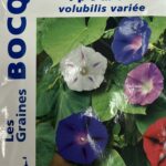 Ipomée en fleurs, plante grimpante colorée