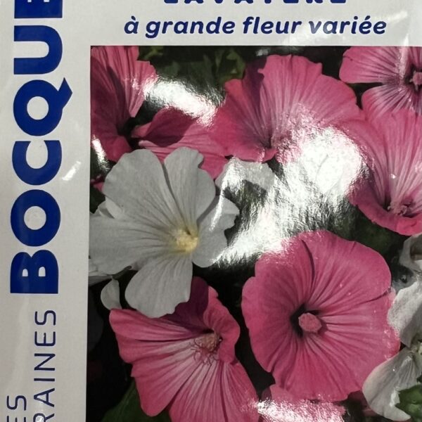 Lavatère en fleurs, plante ornementale délicate pour jardin