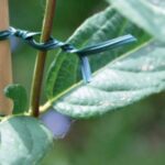 Lien rugueux vert pour attacher et soutenir plantes au jardin