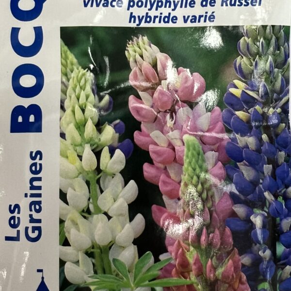 Lupin en fleurs, plante ornementale aux épis colorés