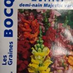 Muflier en fleurs, plante ornementale colorée aux épis floraux