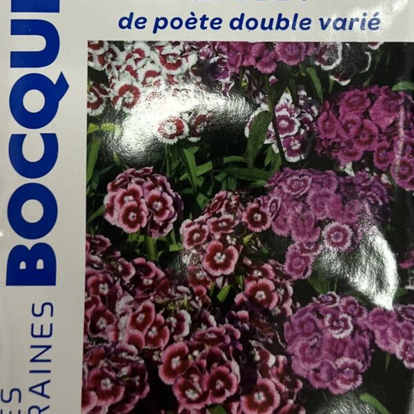 Gypsophile en fleurs, plante délicate aux petites fleurs blanches