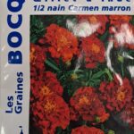 Œillet d’Inde marron en fleurs, plante annuelle colorée pour jardin