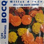 Œillet d’Inde nain en fleurs, plante annuelle basse colorée