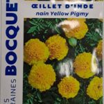 Œillet d’Inde nain jaune en fleurs, plante annuelle colorée