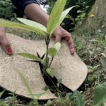 Lot de 2 disques de paillage naturel pour jardin et massifs de plantes