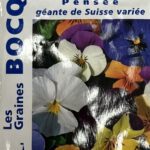 Pensée en fleurs colorées, plante annuelle pour jardin et jardinière