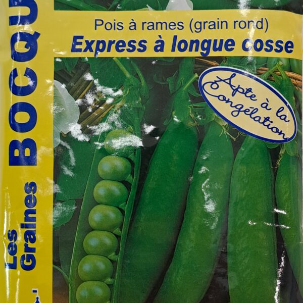 Pois à rame en fleurs et gousses, plante potagère grimpante