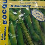 Pois d’Annonay en fleurs et gousses, plante potagère