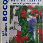 Pois de senteur en fleurs, plante grimpante parfumée colorée