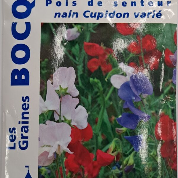 Pois de senteur en fleurs, plante grimpante parfumée colorée