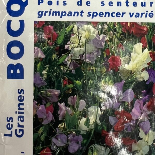 Pois de senteur grimpants en fleurs, plante parfumée pour treillage