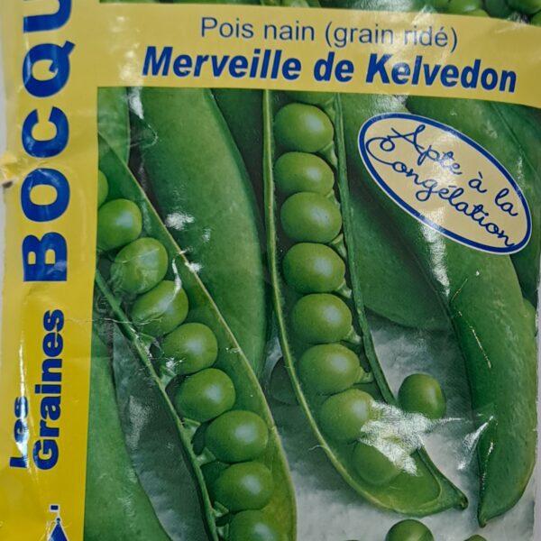 Pois nain « Merveille de Kelvedon » en gousses, plante potagère