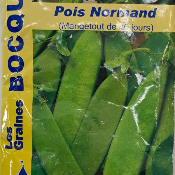 Pois normand en fleurs et gousses, plante potagère traditionnelle