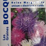 Reine‑Marguerite en fleurs, plante décorative annuelle aux pétales blancs