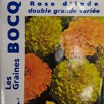 Rose d’Inde en fleurs, plante annuelle colorée pour jardin et massifs