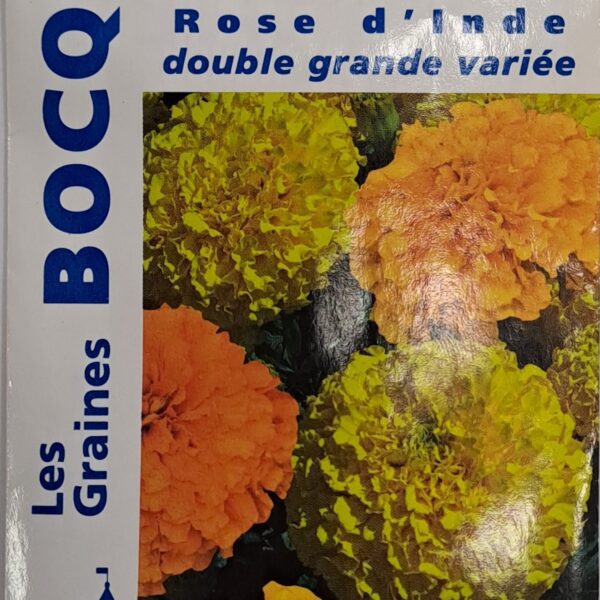Rose d’Inde en fleurs, plante annuelle colorée pour jardin et massifs