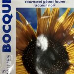 Fleur « Soleil » en fleurs, plante lumineuse pour jardin