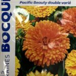 Souci en fleurs, plante annuelle colorée pour jardin et massifs