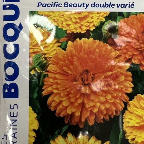 Souci en fleurs, plante annuelle colorée pour jardin et massifs