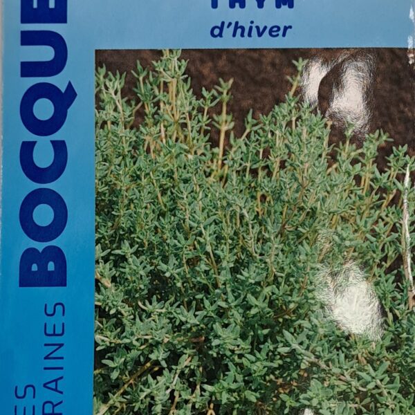 Thym en pot, plante aromatique aux petites feuilles vertes