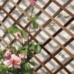 Treillis extensible en bois naturel pour jardin et support de plantes grimpantes