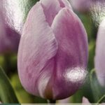 Tulipe ‘Candy Prince’ en fleurs, bulbe printanier coloré